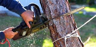 Professional Tree Services in Grapeland, TX