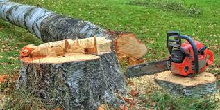 Best Root Management and Removal  in Grapeland, TX
