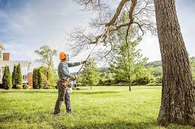 Best Palm Tree Trimming  in Grapeland, TX