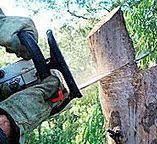 Best Fruit Tree Pruning  in Grapeland, TX