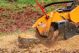 Best Tree Health Inspection  in Grapeland, TX