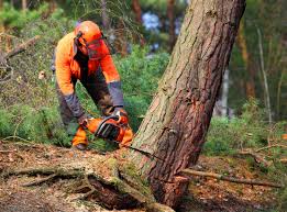 Best Storm Damage Tree Cleanup  in Grapeland, TX