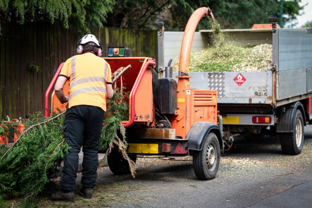 Best Utility Line Clearance  in Grapeland, TX