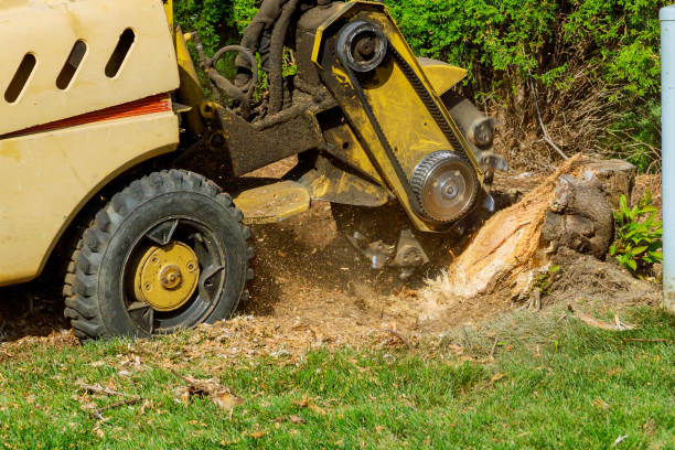 Best Lawn Disease Treatment  in Grapeland, TX