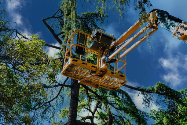 Best Aeration Services  in Grapeland, TX