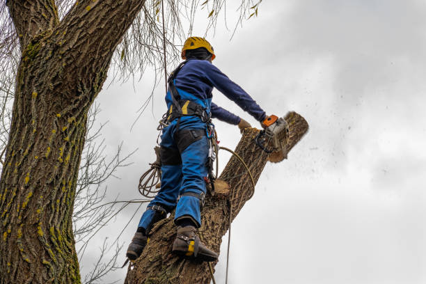 Best Tree Maintenance Programs  in Grapeland, TX