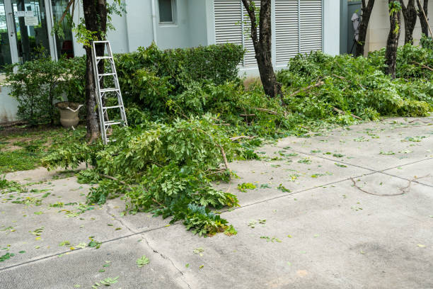 Best Tree Risk Assessment  in Grapeland, TX