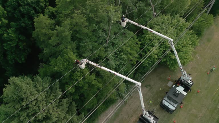 Best Tree Cabling and Bracing  in Grapeland, TX