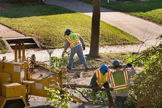 Best Hedge Trimming  in Grapeland, TX