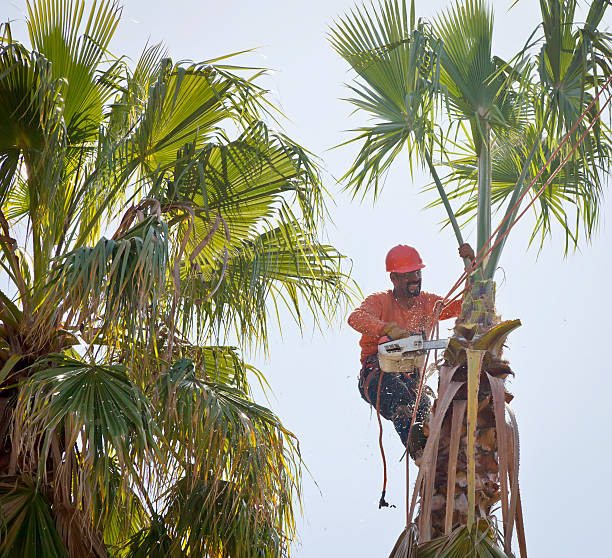 Best Leaf Removal  in Grapeland, TX