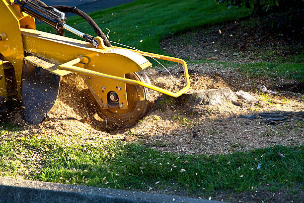 Best Tree Disease Treatment  in Grapeland, TX
