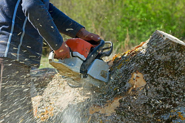 Best Tree Preservation Services  in Grapeland, TX