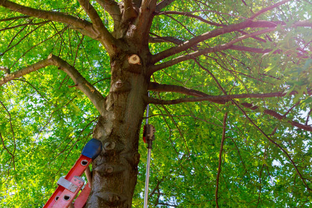 Best Tree and Shrub Care  in Grapeland, TX